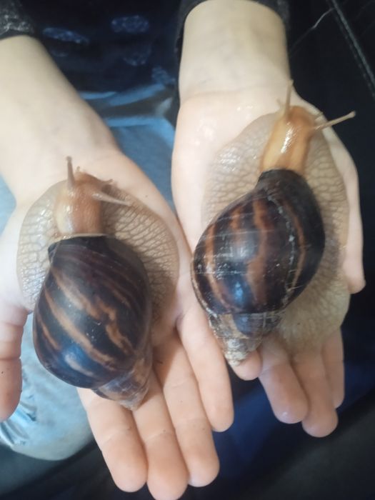 Элитные улитка Ахотина ЭКСКЛЮЗИВ доставка по Украине и за границу