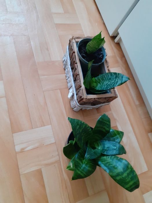Sansevieria  kwiat doniczkowy 9 zlszt
