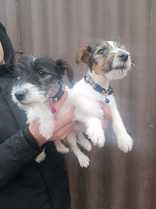 Привитые клубные Фоксы