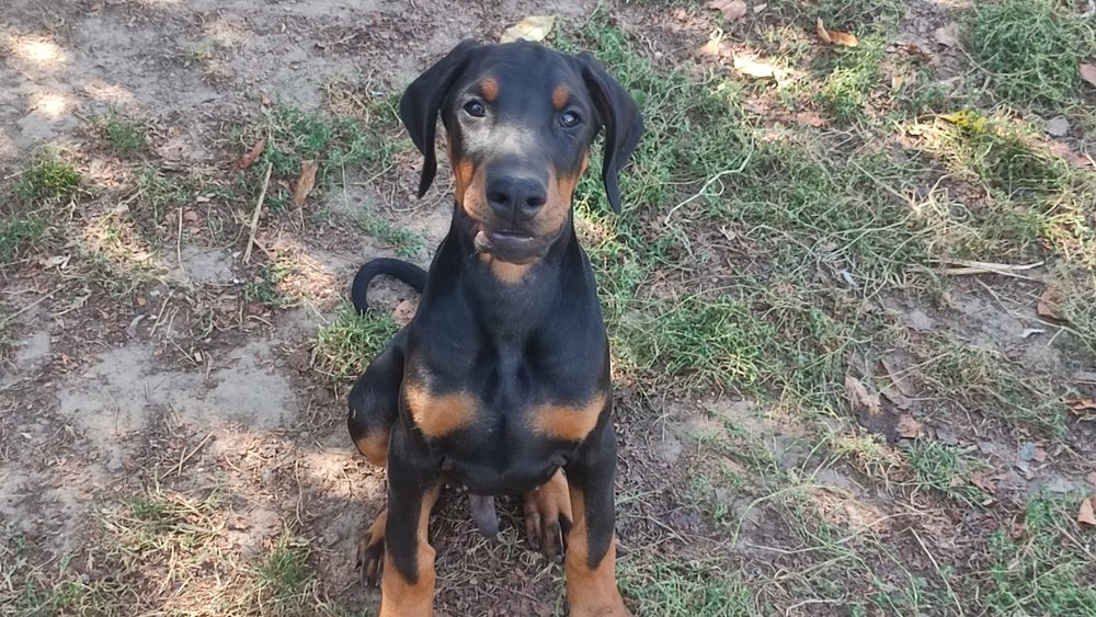 Доберман цуценята КСУ п-к Голден Пак