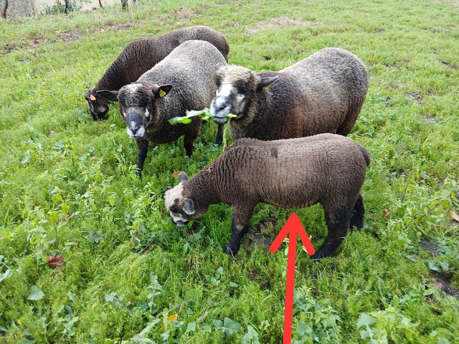 Vendo cordeiro P3 PURO