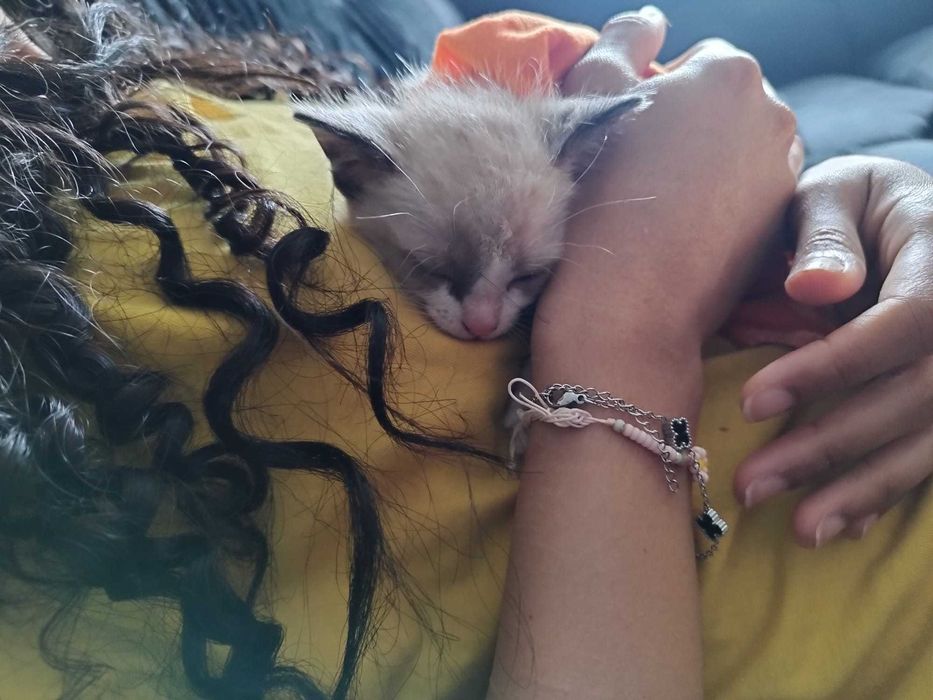 Gata bebê para adoção