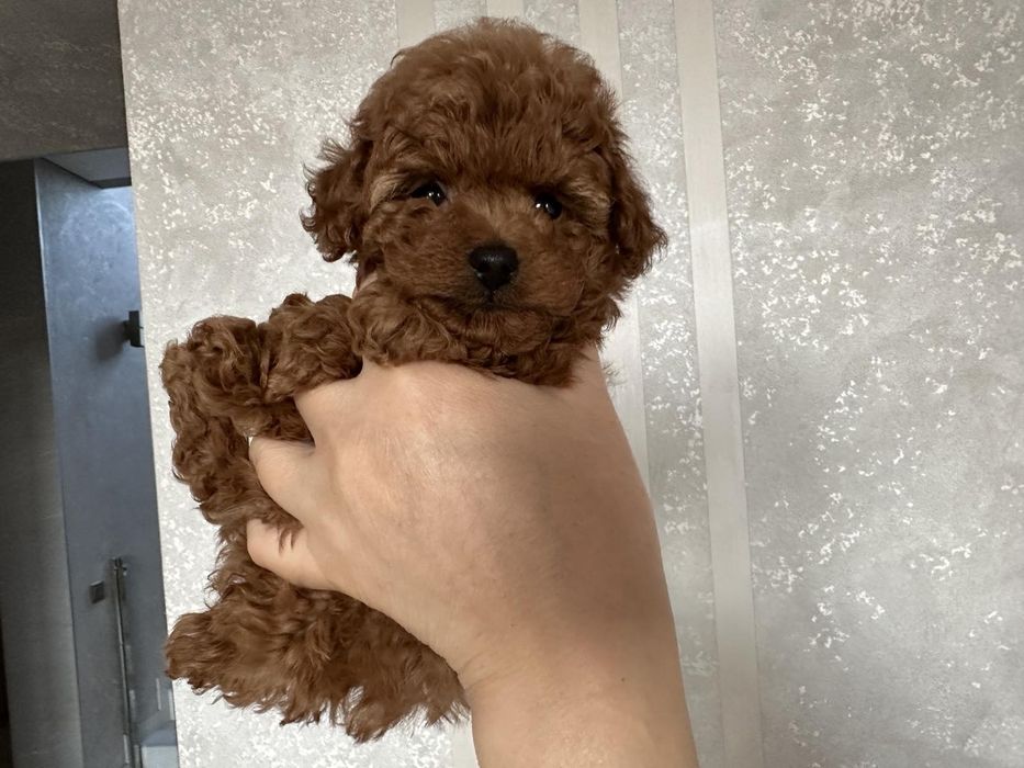 Малюки той пуделя