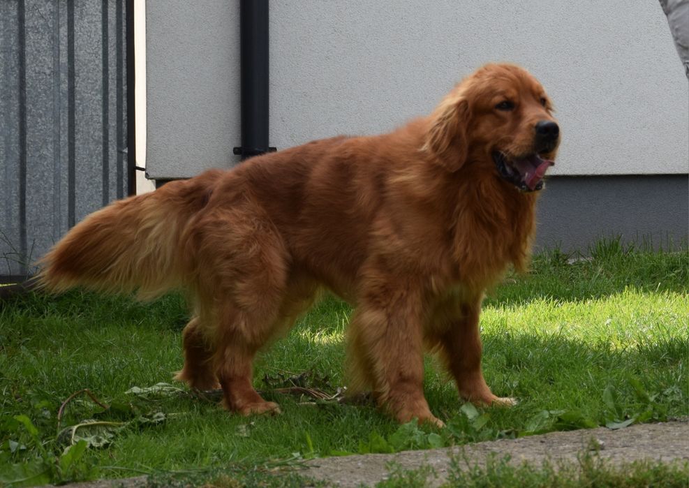Reproduktor Golden retriever linia amerykańska.Badania na dysplazję.