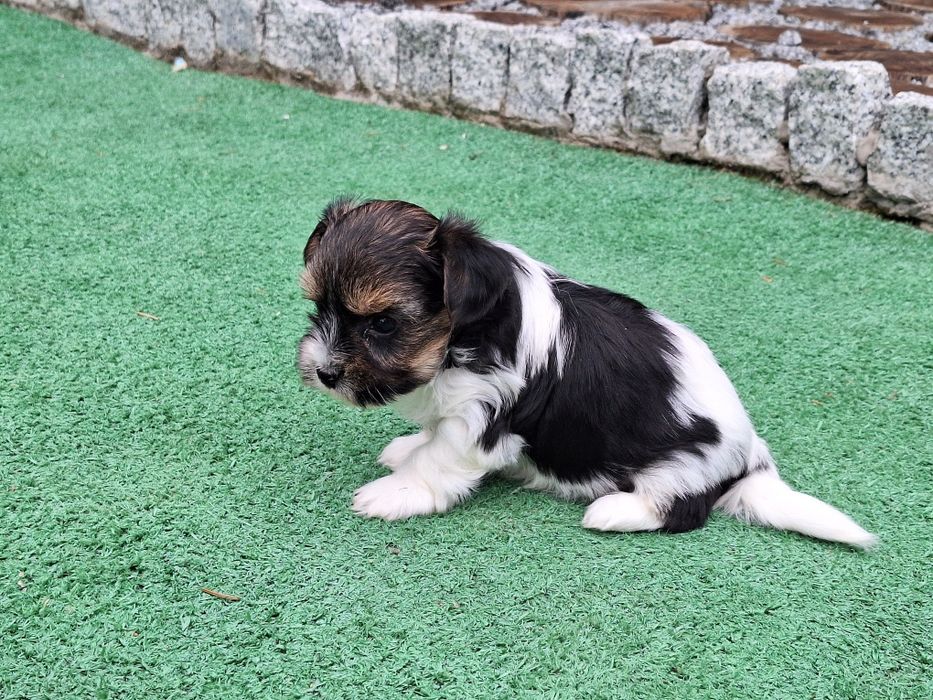 Yorkshire terrier biewer z dokumentami