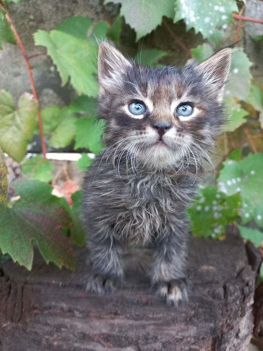 Кошеня маленьке киця