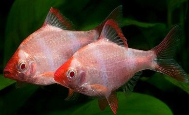 GB Brzanka Sumatrzańska Albinos