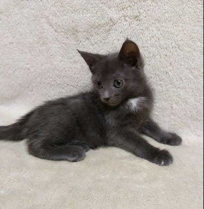 Безкоштовно в добрі руки