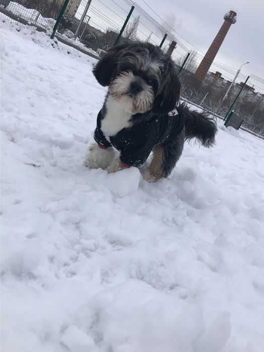 Песик шукає першу наречену