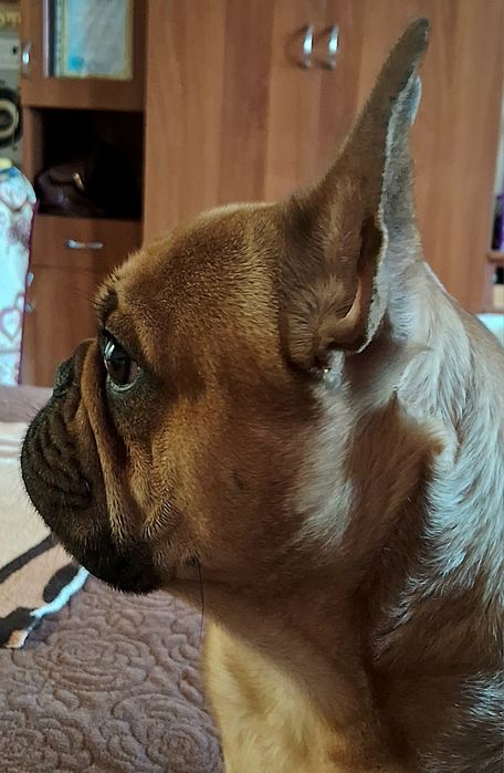 Французский бульдог,мальчик/вязка/