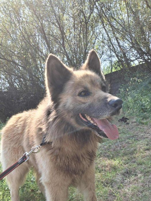 Oddam za darmo-  Przytulaśny Puszek szuka domu