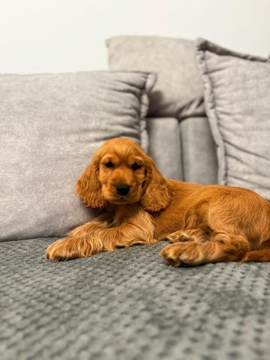 Cocker spaniel angielski sunia