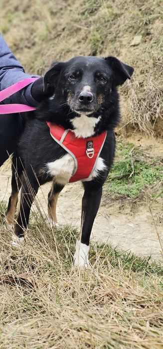 Czy Astin ma szansę na dom?