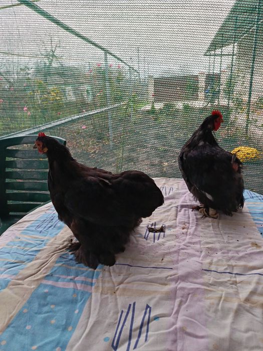 Змінять місце проживання пара карликових чорних кохінхінів.