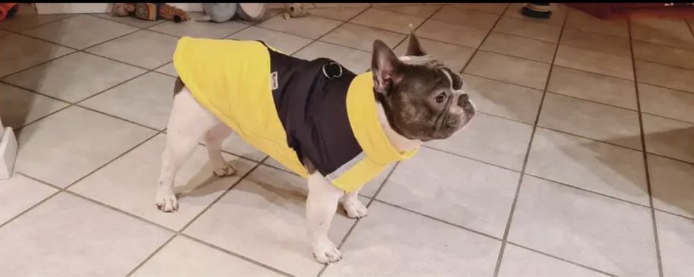 Одяг для песика