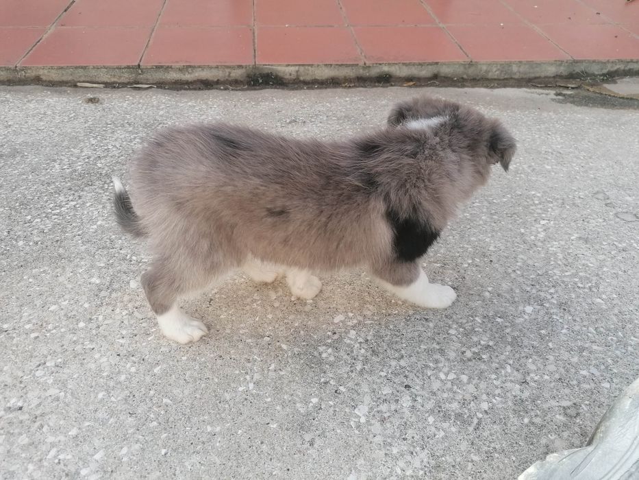 Fêmea Border Collie (rara) LOP/RI