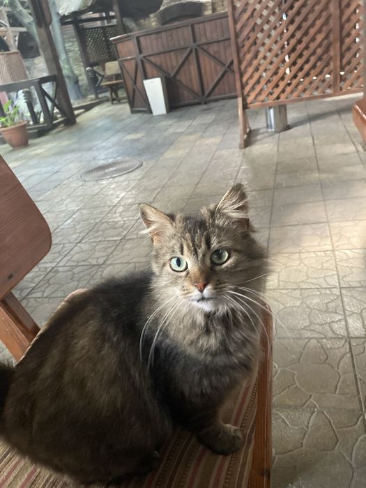 Стерилізована кішечка шукає дім