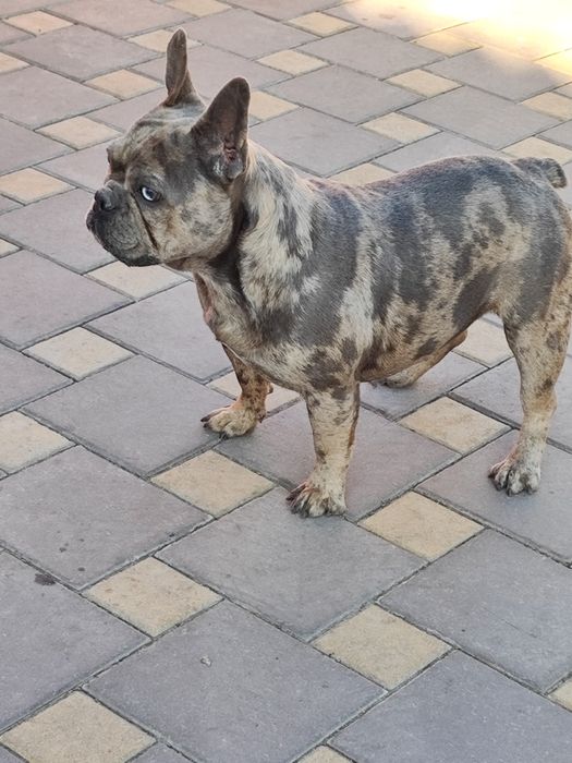 Дівчинка чорна мерлле.