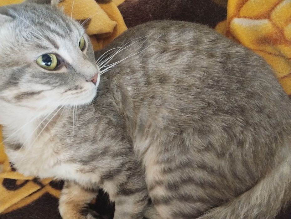 Пропал котик  Маркиз