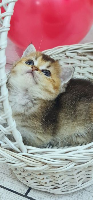 Шотландочка золота красунечка