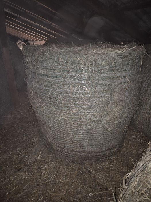 Siano, sianokiszonka, kiszonka z kukurydzy