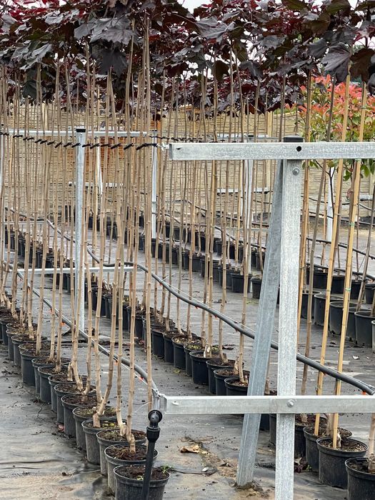 Klon Kulisty Czerwony Royal Red 160-180 cm 180 zł