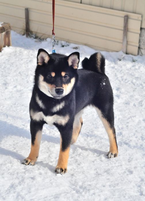 Шиба-іну чорна  принцеса ,Сіба-іну, shibainu ,Сиба