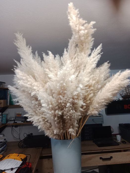 Trawa pampasowa na bukiet