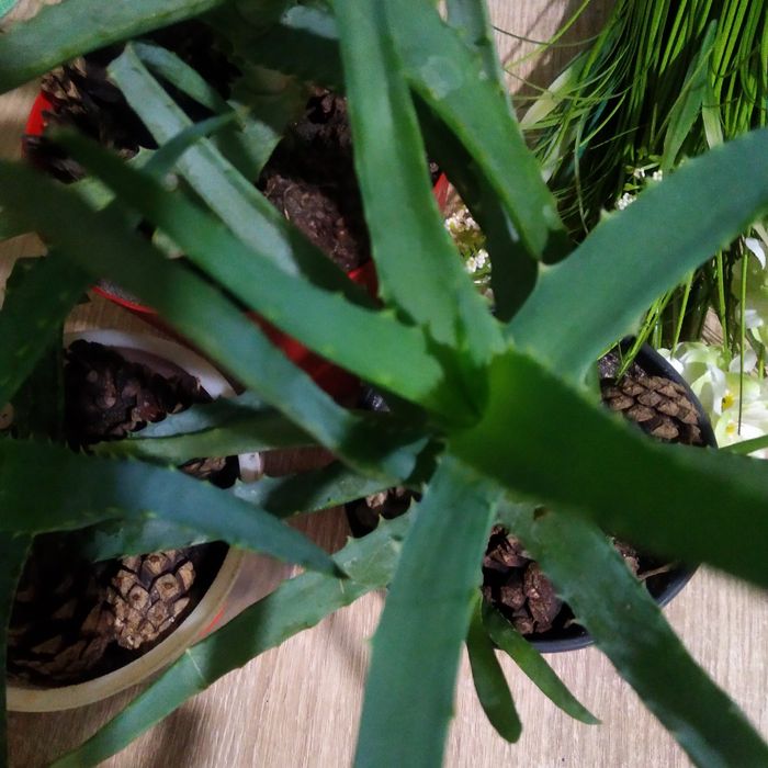 Алое - лікарська рослина