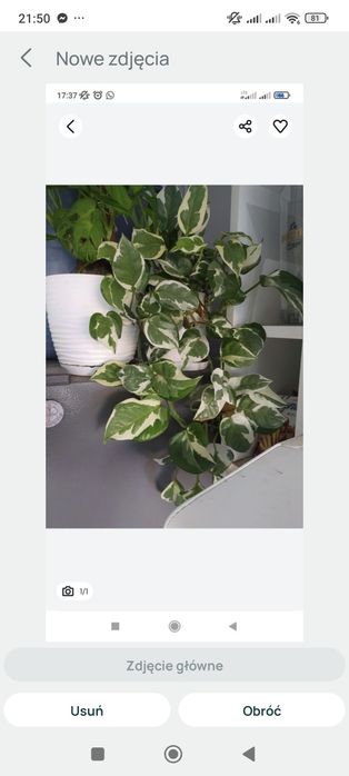 epipremnum n'joy sadzonka