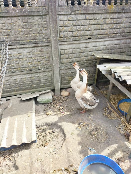 Sprzedam dwa gesiory