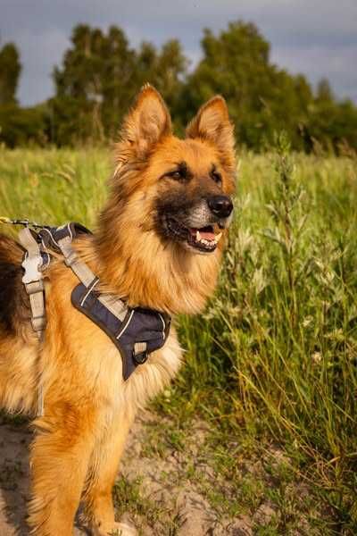 Przyjazna Elza w typie owczarka szuka domku