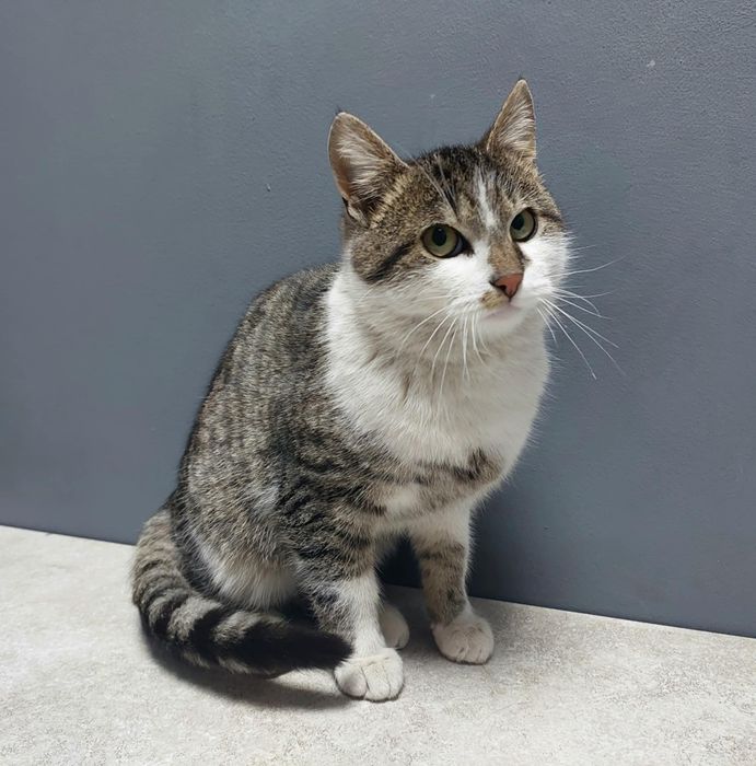 Котёнок в заботливые руки