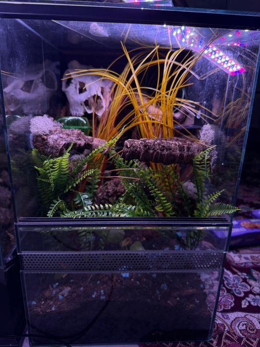 Okazja! Terrarium bioaktywne 35x50x55 ekipa sprzątająca ścianka miseczki dla gekona orzęsionego prawdziwa czaska jelenia świecąca w ciemnosci handmade