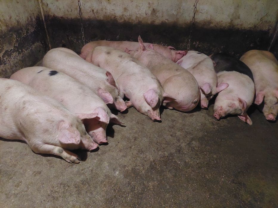 Продам м'ясні домашні  свині.