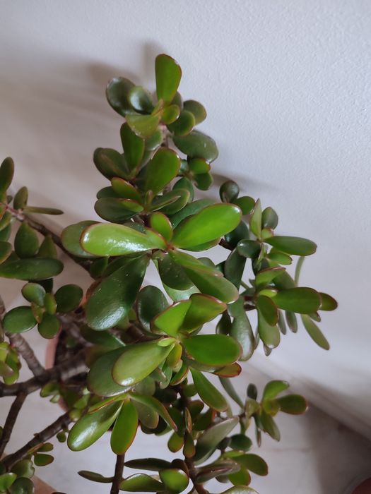 Planta Jade estilo bonsai
