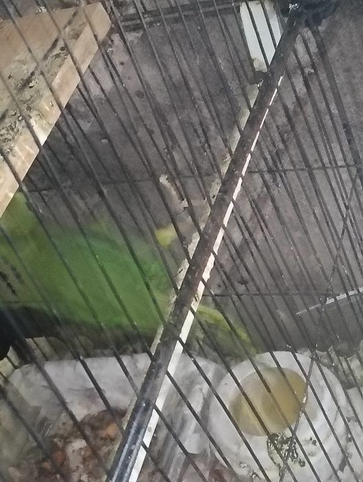 ring neck com gaiola