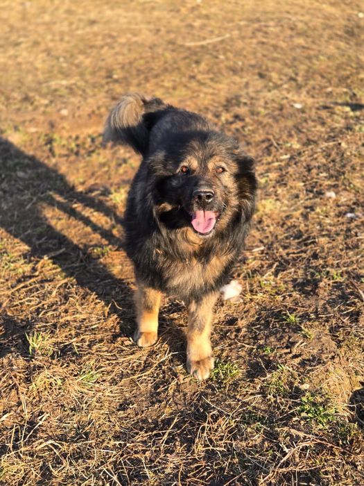 Pers - owczarek kraski do adopcji, oddam za darmo