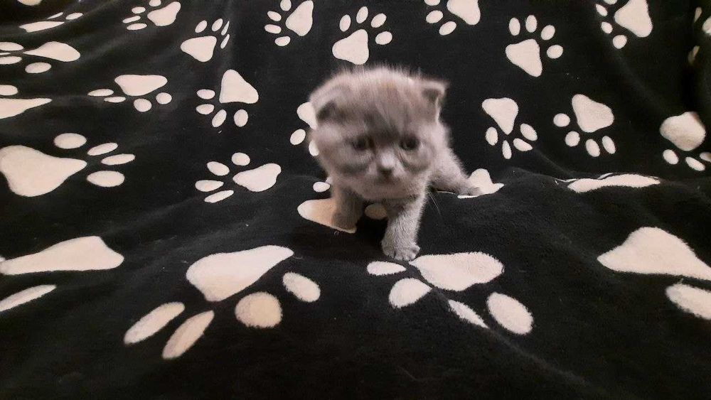 Очаровательны шотландские котята