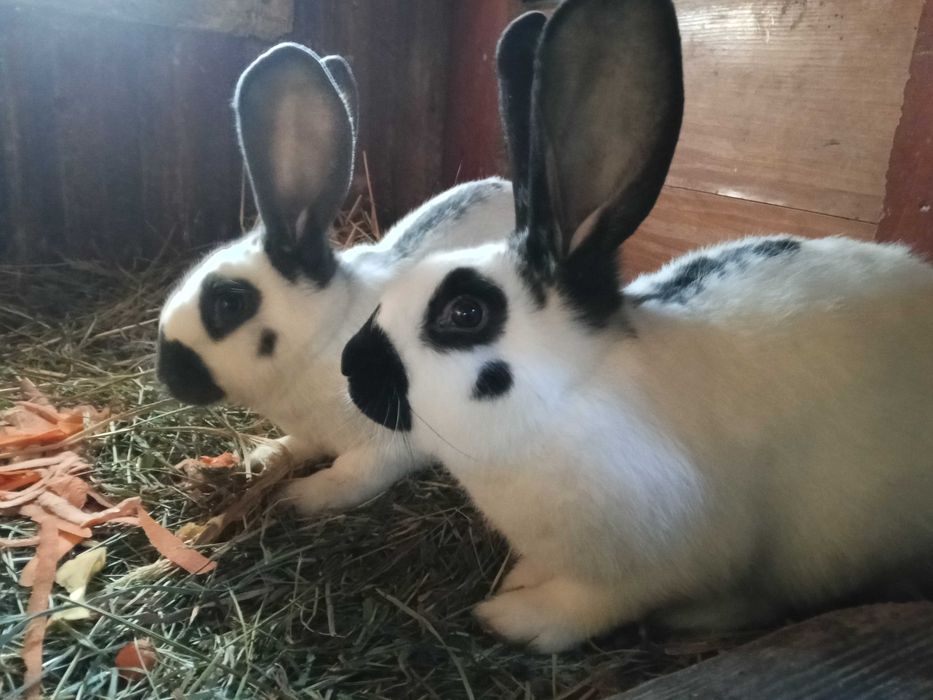 Samiec srokacz niemiecki