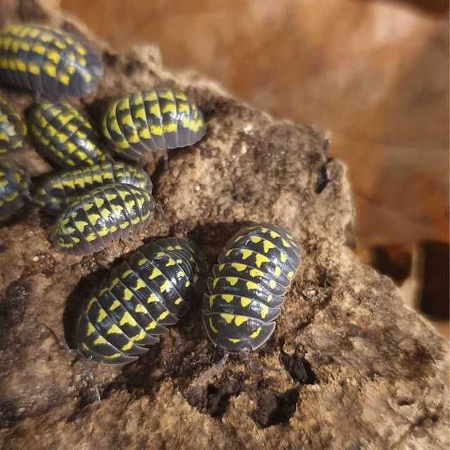 Isopody ozdobne - ekipa sprzątająca do terrarium