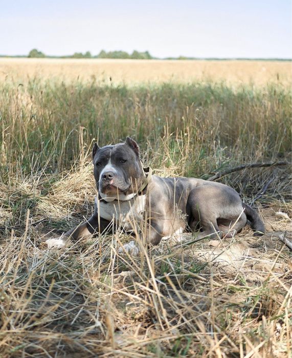 Стафорд.Амстафф.Американський Стафордширський терьєр