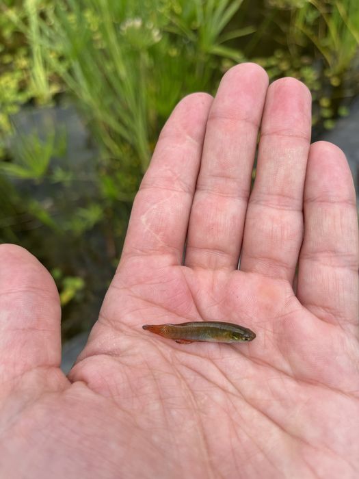 Vendo fundulus cingulatus