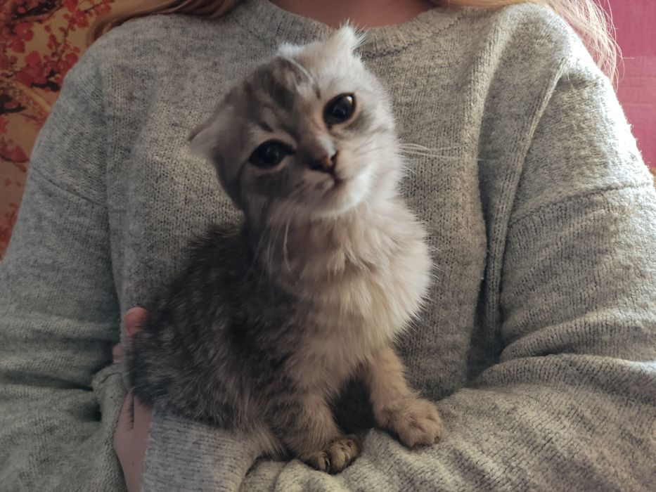 Шотландські висловухі котята