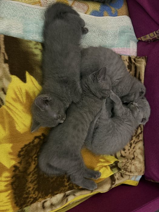 Котенята шотландці