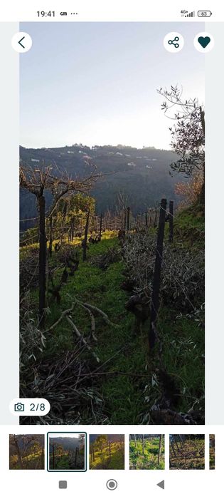 Vinhas com uvas de qualidade e árvores de fruta  vila real