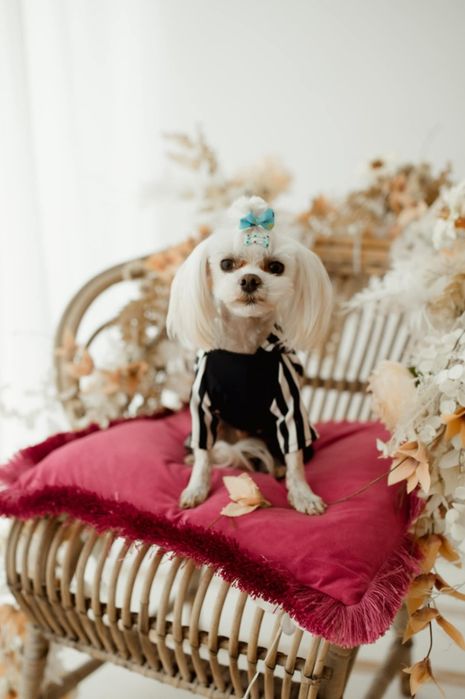 Reproduktor maltańczyk 1.800 kg