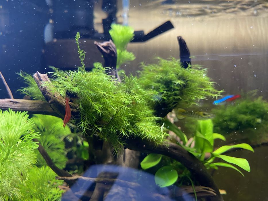 Phoenix moss - rarytas