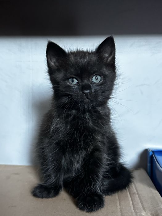 Кошеня дівчинка 2 місяці