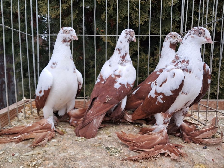 Widyny czerwone  samce I samice